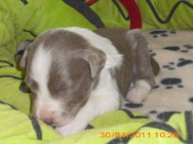 Ben (fawn) (m).JPG