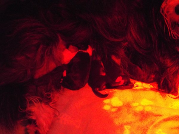 Babettes Welpen Babettes Welpen